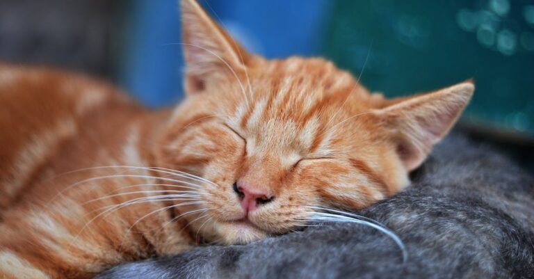 Helping You Better Understand Cats With These Simple To Follow Tips
