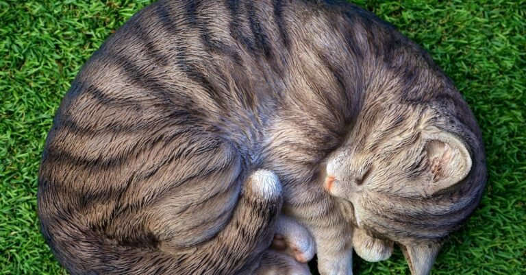 Easy Ideas That Are Simple To Understand When Learning About Cats