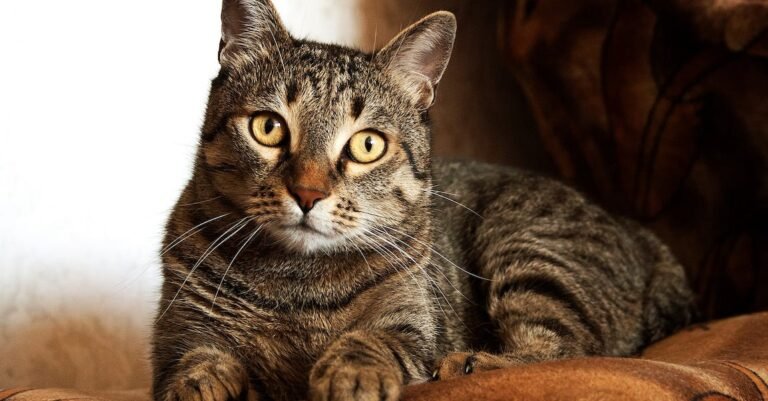 Basic Cat Tips You Can Put Into Practice Today