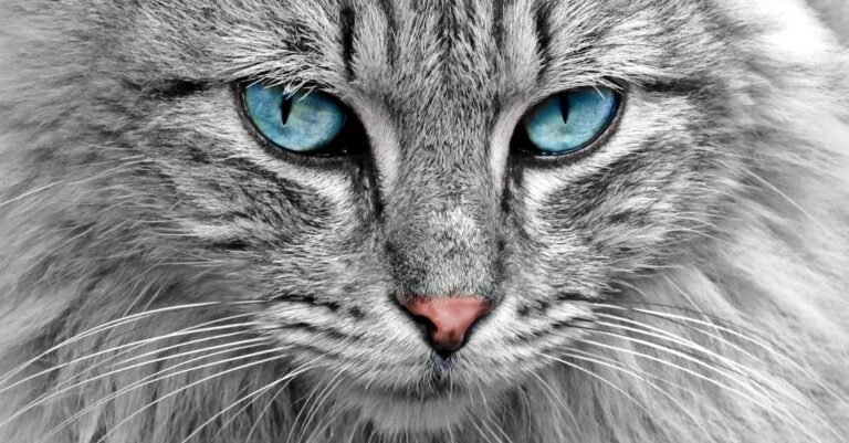 Excellent Cat Tips For Taking Care Of Your Pet