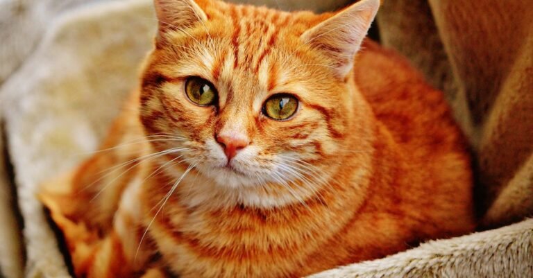 Get Beginner Tips About Cats Here That You Need