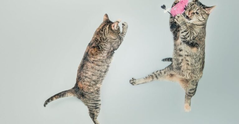 Love Your Cat By Using These Ideas