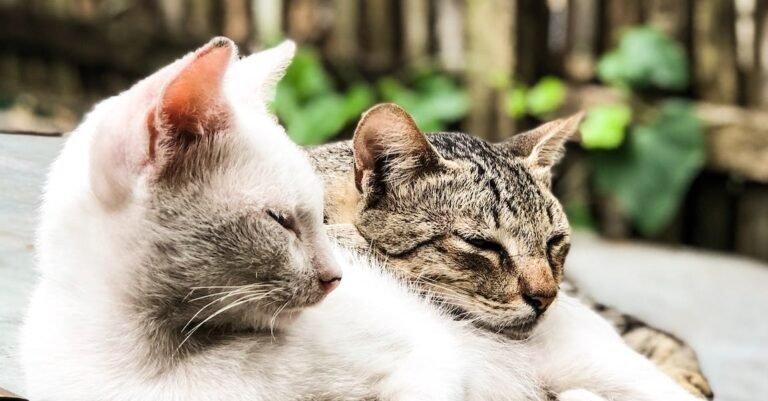 Everything That You Need To Know About Cats