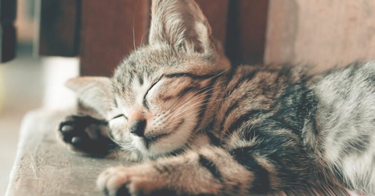 Fangtastic Advice For The New Cat Owner