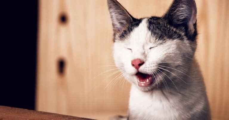 Nuture Your Cat With These Simple Cat Care Tips