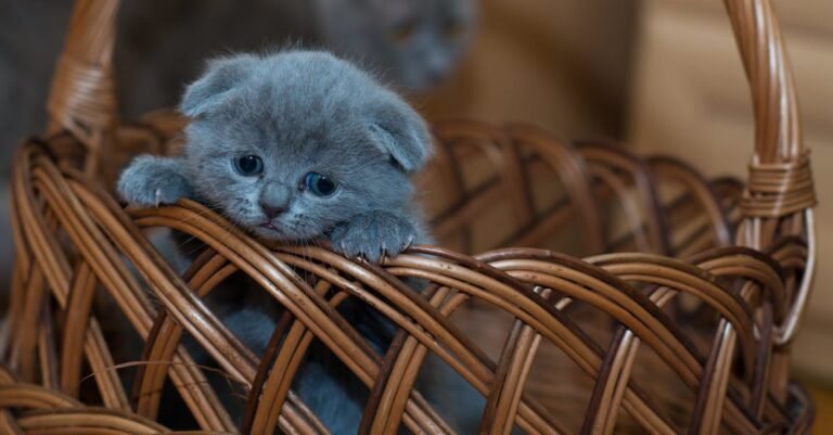 Read This If You Want To Become A Cat Expert