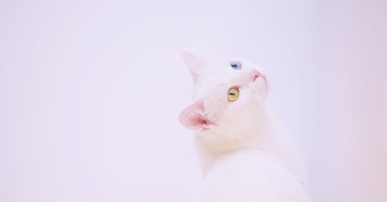 Cats Make Great Pets In Your Home