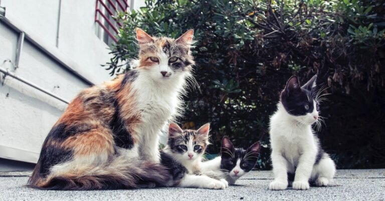 Top Tips Every Cat Owner Should Know