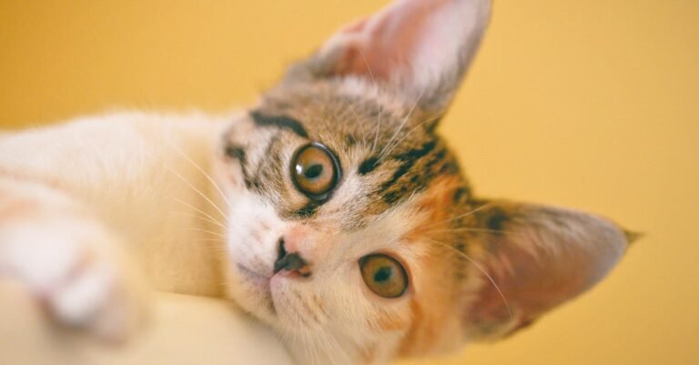 Need Information About Cats? Then Look No Further!