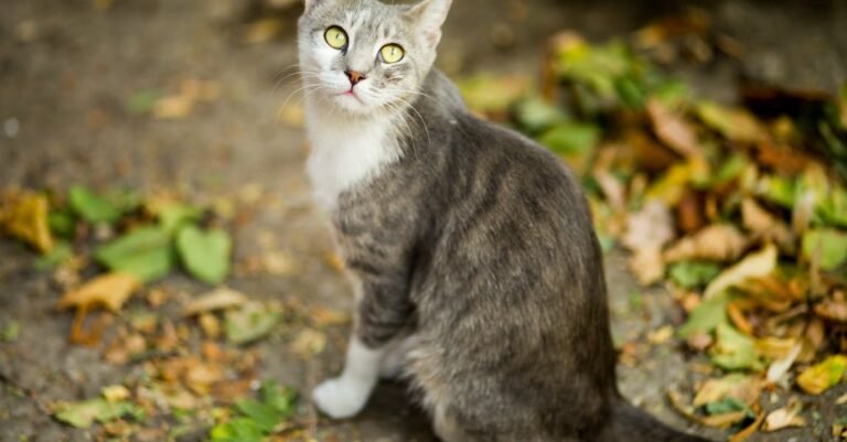 What You Need To Know About Caring For Your Cat
