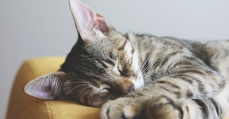 Treat Your Cat To The Best With These Top Tips