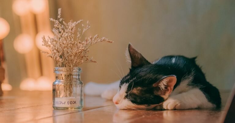 You Can Learn Great Tips About Cats In The Article Below