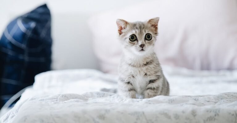 You And Your Cat, Some Helpful Tips!