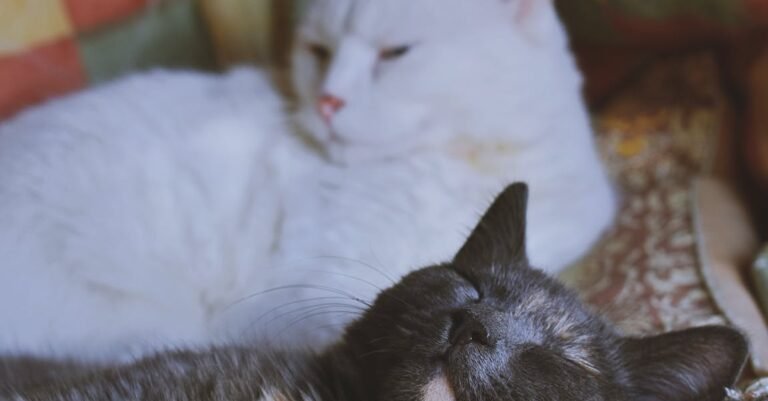 Solid Tips On Cats That Anyone Can Easily Understand