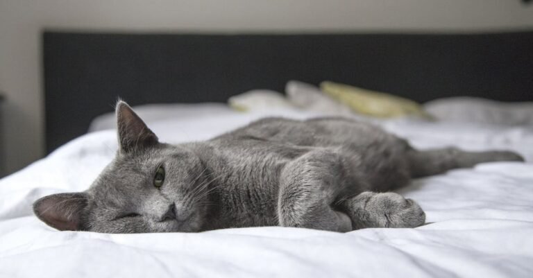 Everyone That Has A Cat Should Check This Out!
