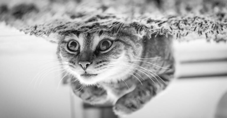 Avoiding The Catastrophes Of Raising Cats And Kittens