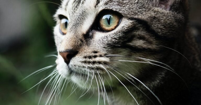 You Need To Learn These Cat Tips Right Meow!