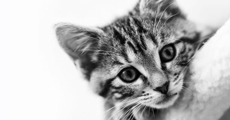 Have A Question About Cats? This Advice Will Help!