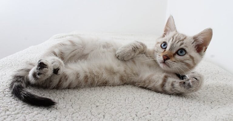 Essential Advice For Single And Multi-Cat Homes