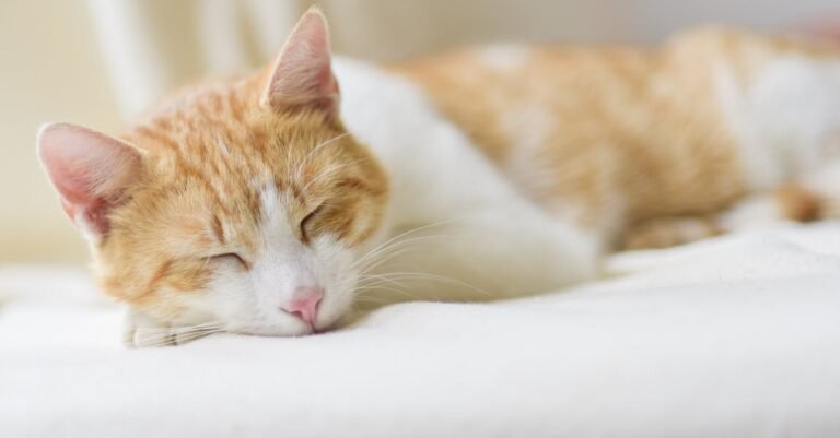 Solid Advice About Cats That Anyone Can Use