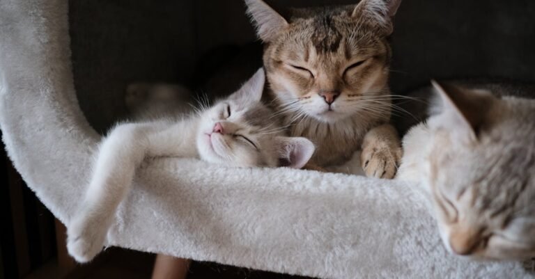 Great Cat Strategies For Ensuring Your Cat’s Health