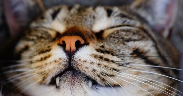 What You Must Learn About Cat Care