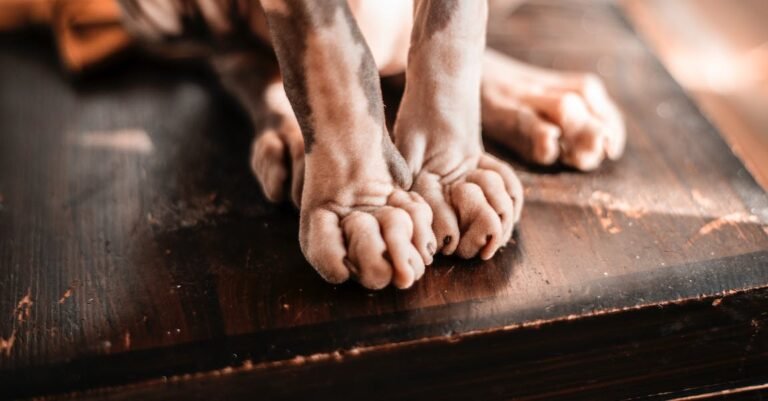 Want A New Cat? You Will Want To Read This Advice!