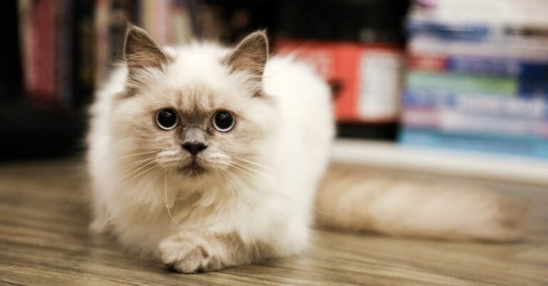 Solid Advice To Help You To Eliminate All Of Your Cat Problems