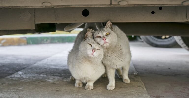 Do You Need Advice For Your Cat? Read On.