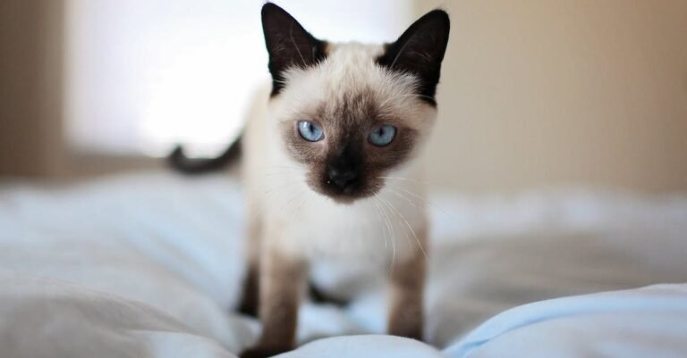 The World Of Cats Made Simple With These Easy Tips