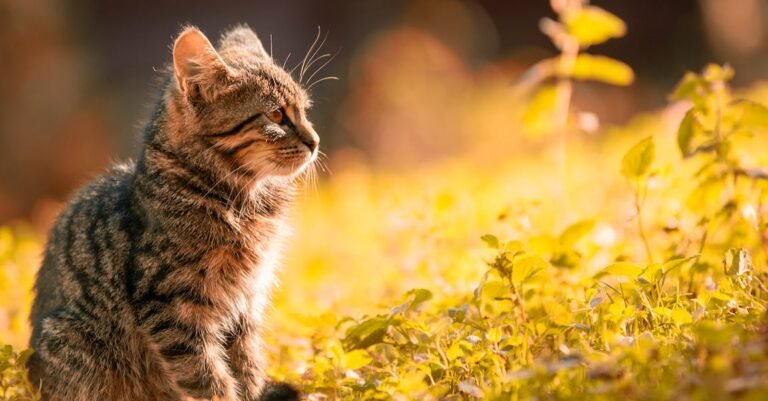 The Fun Of Learning All About Cats