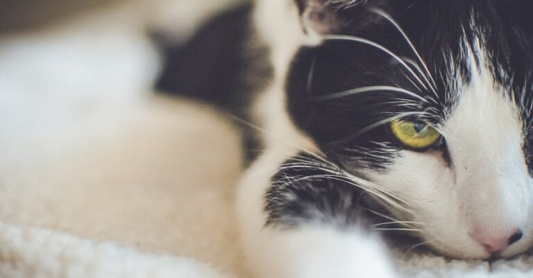 Multple Tips For Every Good Cat Owner
