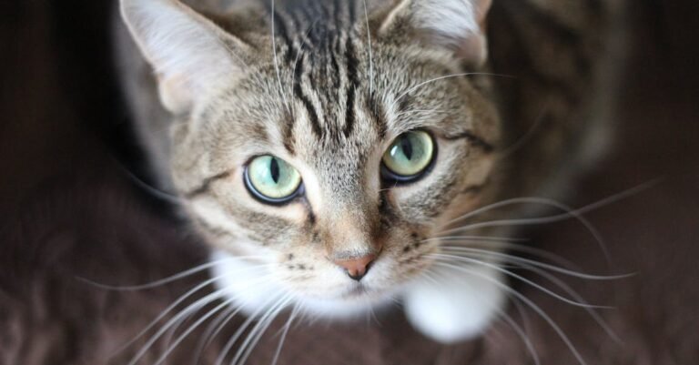 Troubled Cat? Try These Care Tips