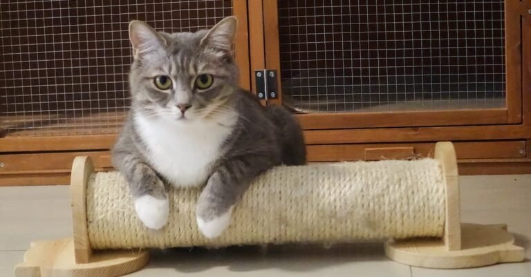 Get The Best Of The Best Tips About Cats Here