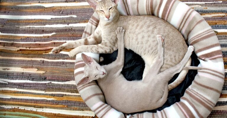 Fantastic Tips About Cats That Are Simple To Understand