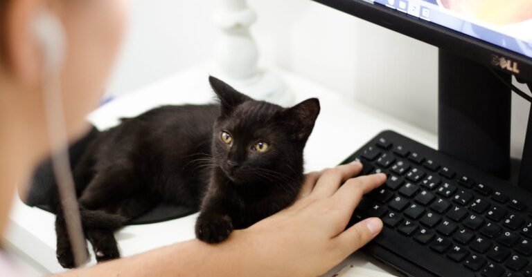 Every Cat Owner Can Learn From This Article