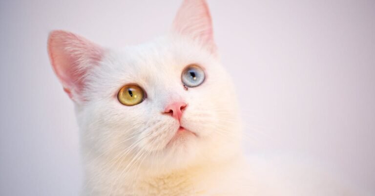 Look Below For A Great Source Of Information About Cats