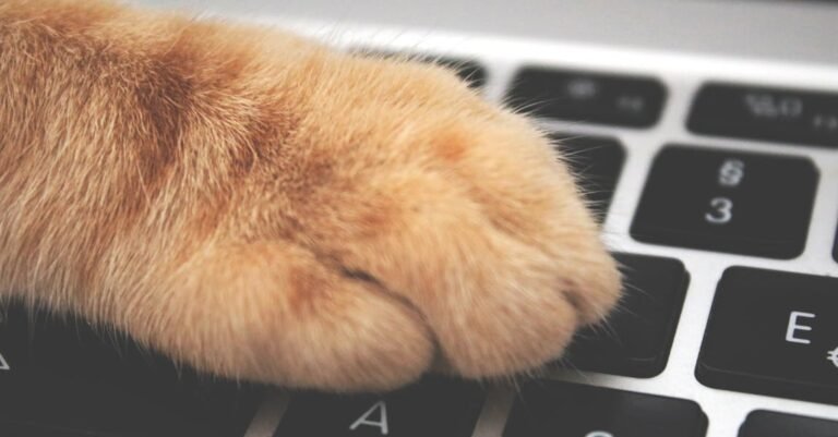 Cat Care Tips And Helpful Advice Anyone Can Use