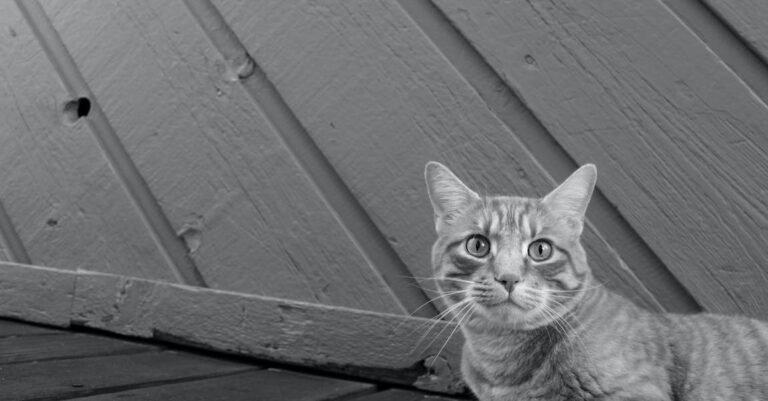 You’ve Come To The Right Place To Learn About Cats