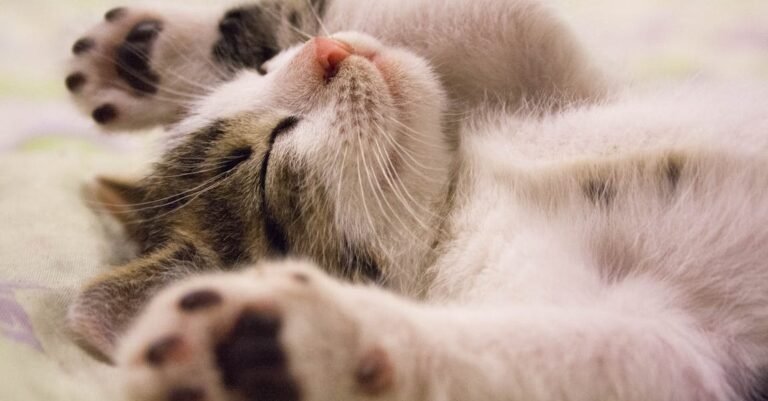 Keep Kitty Purring With These Great Tips!