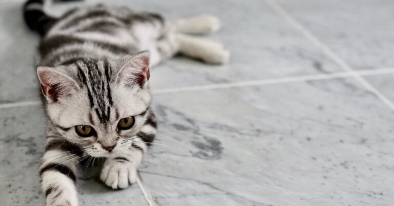 Solid Advice Any Cat Owner Can Benefit From