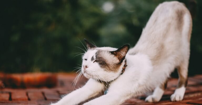 The Best Advice For Keeping Your Cat Happy
